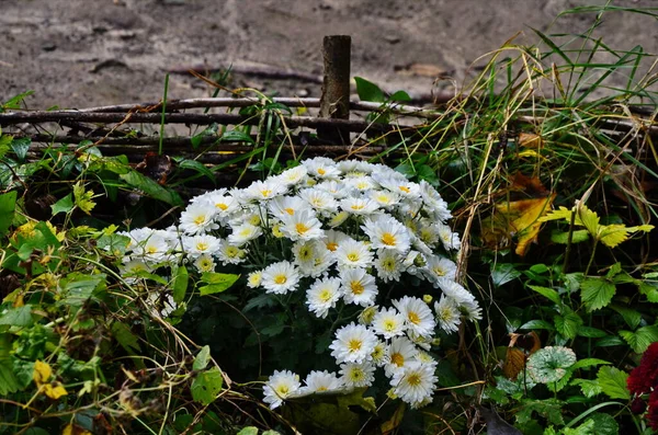 Hermosos arbustos de crisantemo en flor al aire libre. Flores de otoño —  Fotos de Stock