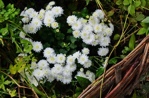 Prachtige bloeiende chrysant struiken buitenshuis. Herfst bloemen — Stockfoto