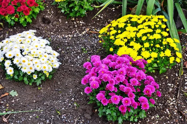 Prachtige bloeiende chrysant struiken buitenshuis. Herfst bloemen — Stockfoto