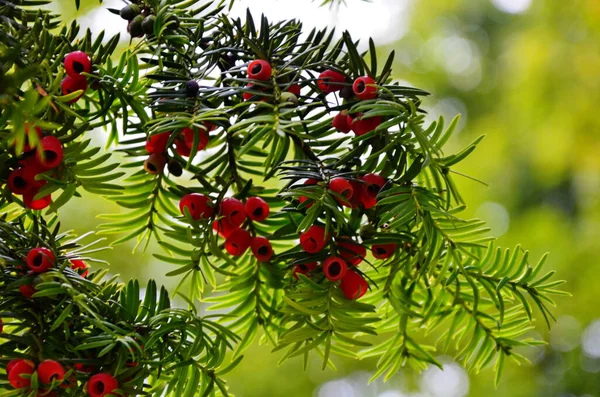 Taxus baccata (drzewo Yew) — Zdjęcie stockowe