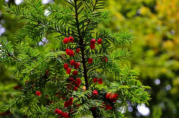 Taxus baccata (porsuk ağacı) — Stok fotoğraf