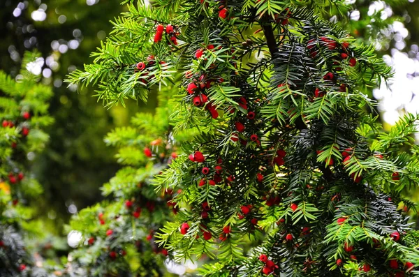Taxus baccata (Yew tree) — Stockfoto