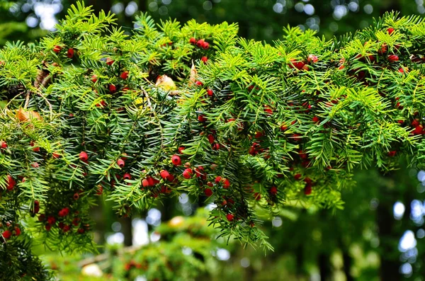 Taxus baccata (porsuk ağacı) — Stok fotoğraf