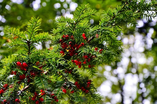 Taxus baccata (porsuk ağacı) — Stok fotoğraf