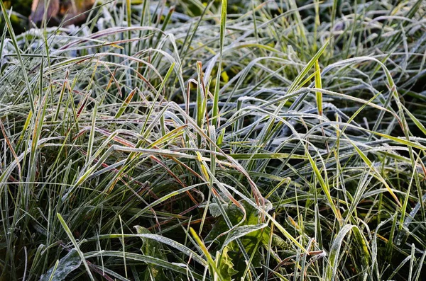 Un'immagine di un'erba ghiacciata autunnale — Foto Stock