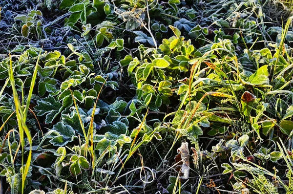 Een afbeelding van een herfst ijzige gras — Stockfoto