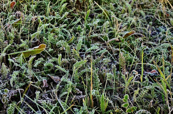 Un'immagine di un'erba ghiacciata autunnale — Foto Stock