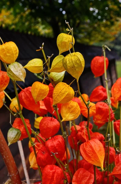 Schöne orangefarbene Früchte von physialis. — Stockfoto