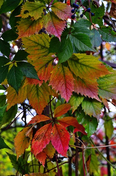 Vadszőlő színes ősz. — Stock Fotó