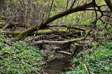 Nehrin kıyısında kunduzların yaşadığı yer..