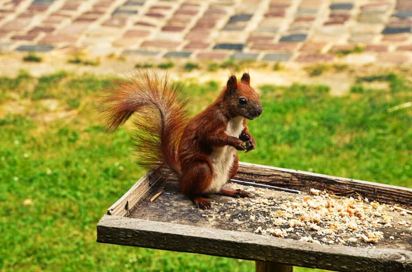 Retrato de esquilo. Esquilo na natureza. Esquilo na floresta . — Fotografia de Stock