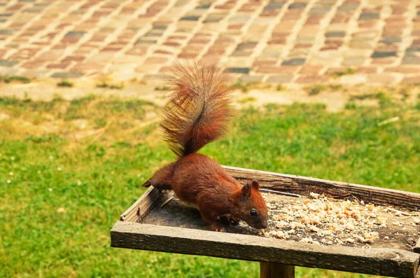 Ekorrporträtt. Ekorre i naturen. Ekorre i skogen. — Stockfoto