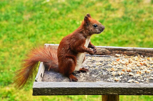 Eichhörnchen-Porträt. Eichhörnchen in der Natur. Eichhörnchen im Wald. — Stockfoto