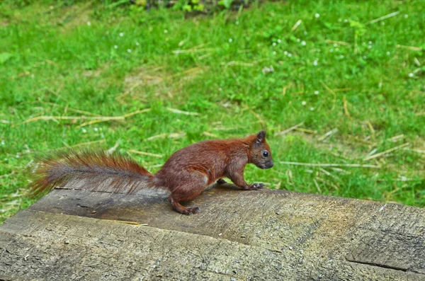 Ekorrporträtt. Ekorre i naturen. Ekorre i skogen. — Stockfoto