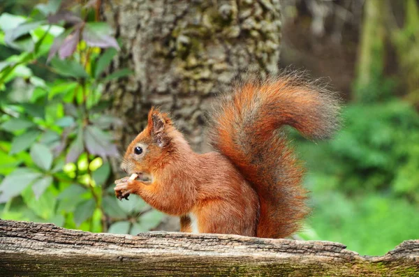 Eekhoornportret. Eekhoorn in de natuur. Eekhoorn in het bos. — Stockfoto