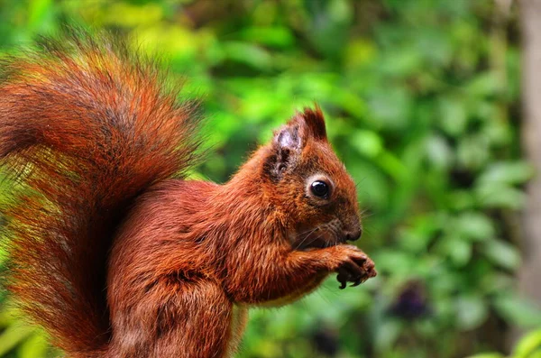 Eekhoornportret. Eekhoorn in de natuur. Eekhoorn in het bos. — Stockfoto