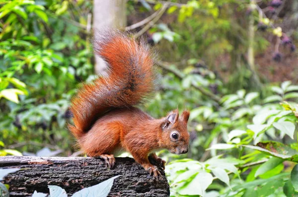 Eichhörnchen-Porträt. Eichhörnchen in der Natur. Eichhörnchen im Wald. — Stockfoto