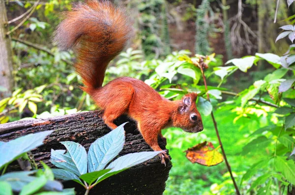 Ekorrporträtt. Ekorre i naturen. Ekorre i skogen. — Stockfoto