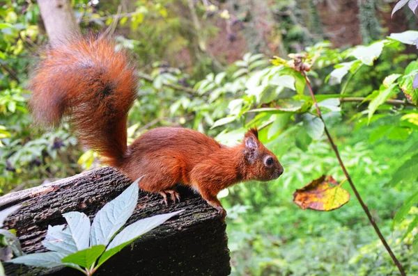 Eekhoornportret. Eekhoorn in de natuur. Eekhoorn in het bos. — Stockfoto