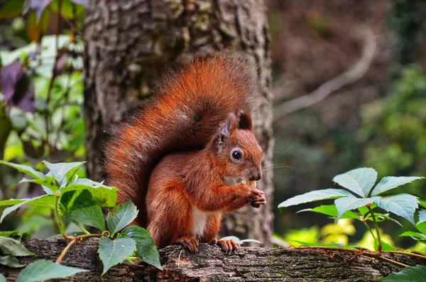 Eichhörnchen-Porträt. Eichhörnchen in der Natur. Eichhörnchen im Wald. — Stockfoto