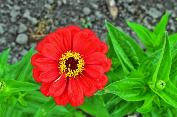 Zinnia fleurs poussant dans un jardin de fleurs. Une variété de fleurs de Zinnia . — Photo