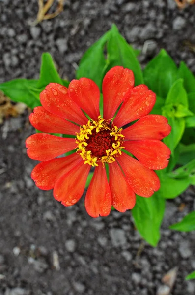 Zinnia květiny rostou v květinové zahradě. Různé květy zinnie. — Stock fotografie