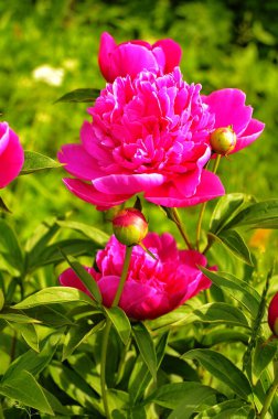 Pembe şakayıklar ve kırmızı şakayıklar şakayık bahçesinde çiçek açar..