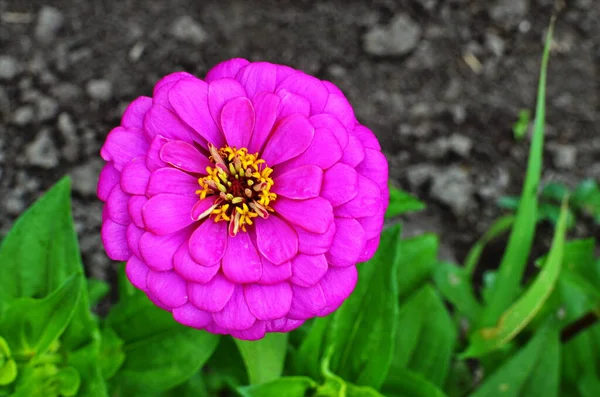 Zinnia fleurs poussant dans un jardin de fleurs. Une variété de fleurs de Zinnia . — Photo