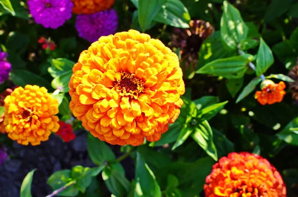 Fiori di zinco che crescono in un giardino fiorito. Una varietà di fiori di Zinnia . — Foto Stock