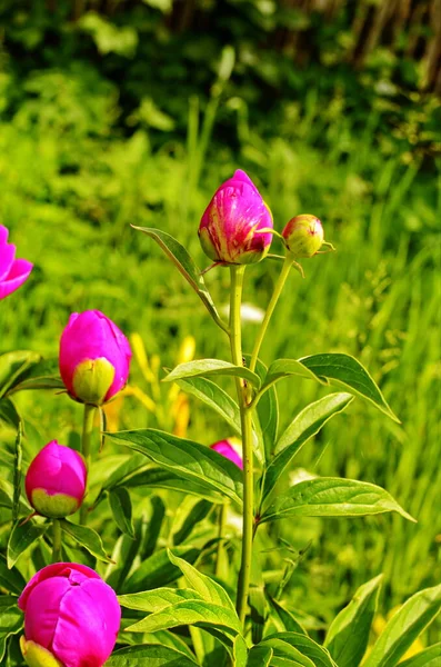 Pink peonies and red peonies flower bloom in peonies garden.