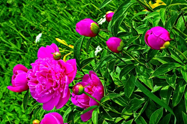Розовые пионы и красные пионы цветут в саду пионов . — стоковое фото