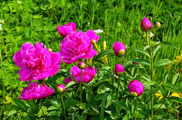 Roze pioenrozen en rode pioenrozen bloeien in pioenrozen tuin. — Stockfoto