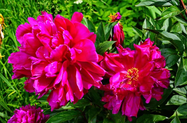 Pivoines roses et pivoines rouges fleurissent dans le jardin des pivoines . — Photo