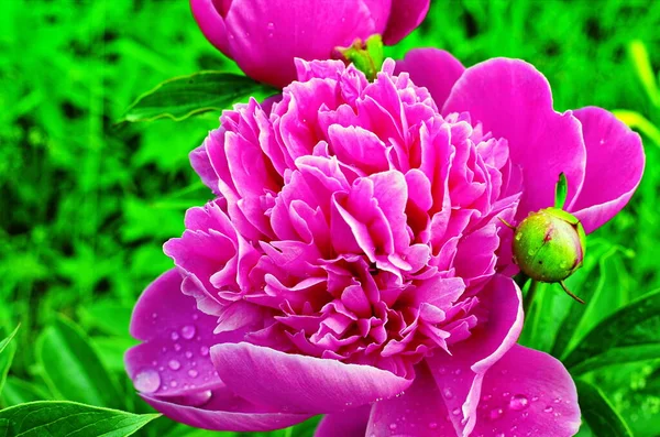 Pink peonies and red peonies flower bloom in peonies garden. — Stock Photo, Image