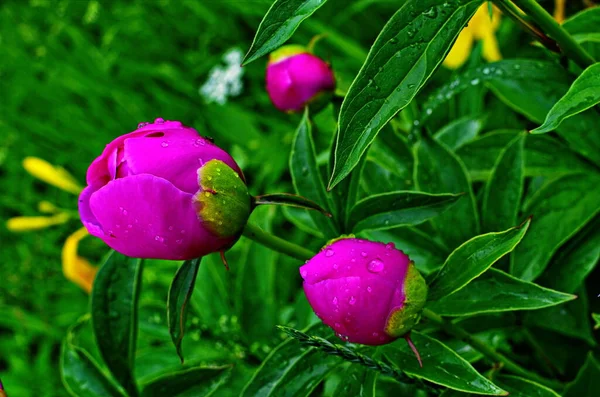 Pivoines roses et pivoines rouges fleurissent dans le jardin des pivoines . — Photo