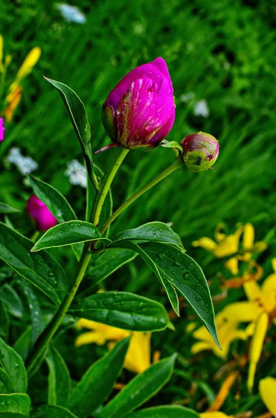 Pink peonies and red peonies flower bloom in peonies garden.