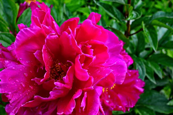 Roze pioenrozen en rode pioenrozen bloeien in pioenrozen tuin. — Stockfoto