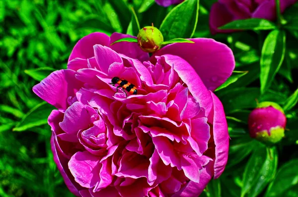 Pink peonies and red peonies flower bloom in peonies garden. — Stock Photo, Image