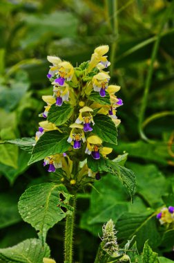 Kenevir çiçekleri, Galeopsis tetrahit,