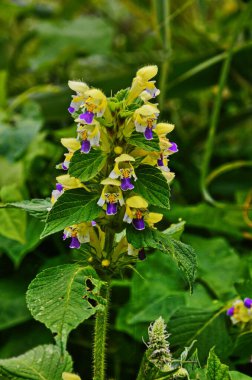 Kenevir çiçekleri, Galeopsis tetrahit,