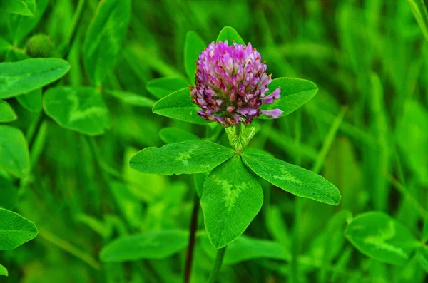 Foto macro naturaleza planta trébol de flores. Trébol rosa (púrpura) . —  Fotos de Stock