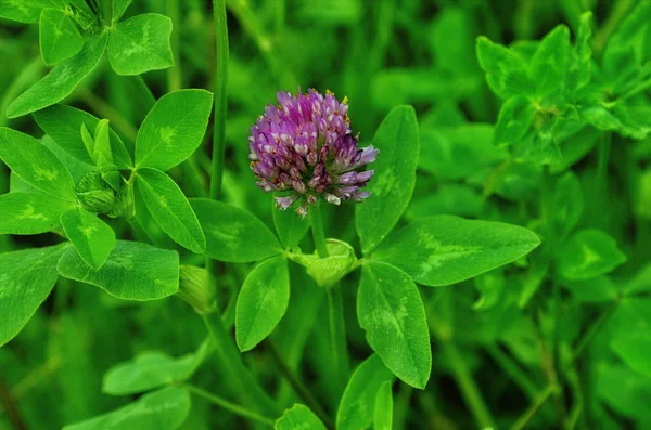 Fotografia makro natura roślina kwiat koniczyna. koniczyna różowa (fioletowa). — Zdjęcie stockowe