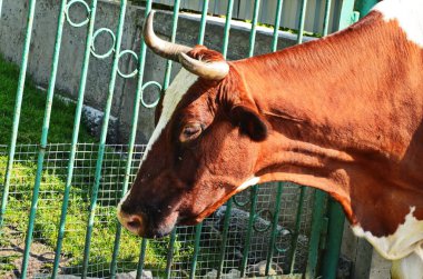 İnekler yaz yeşil tarlasında