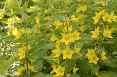 Lysimachia vulgaris, Primulaceae familyasından bir çiçekli bitkidir..