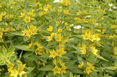 Lysimachia vulgaris, Primulaceae familyasından bir çiçekli bitkidir..