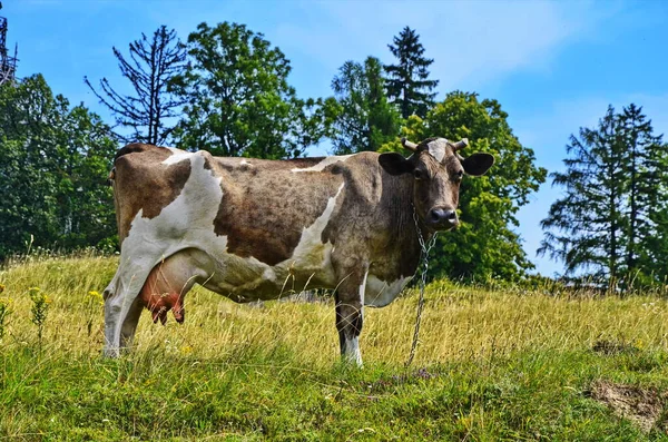 Vaches sur le champ vert d'été — Photo