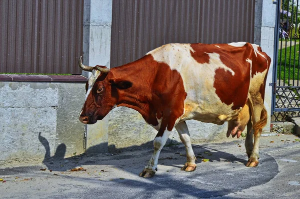 Vaches sur le champ vert d'été — Photo