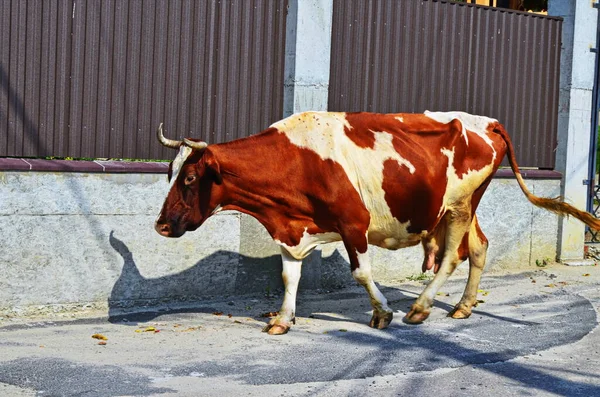 Vacas en el campo verde de verano —  Fotos de Stock