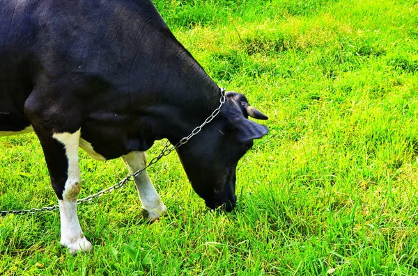 여름의 푸른 들판에 사는 소들 — 스톡 사진