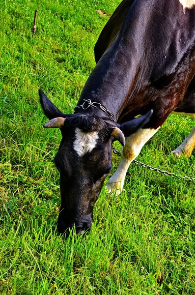 Vaches sur le champ vert d'été — Photo